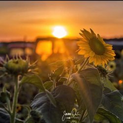 Sunsetting behind flower